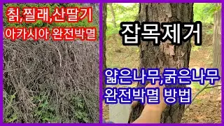 👍아따 쥑입니다👍칡넝쿨 아카시아 얇고 굵은 잡목 간단히 제거 죽이는방법,제초제~ 잔디 제초제 하늘아래 제초제 사용 완전정복