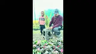 PRS nursery, day 17, vlog with snake plant 