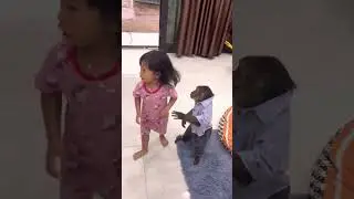 Smart Monkey Solves Puzzles Like a Human! 🐒🧠 | Funny & Amazing Monkey Intelligence