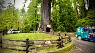 Attractions - (4k) California - Drive-Thru Tree - The Chandelier Tree