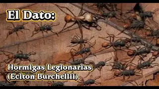 El Dato: Hormigas Legionarias (Eciton Burchellii)
