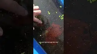 update burayak ikan cupang umur 2 minggu pakan full artemia jenis barongsai