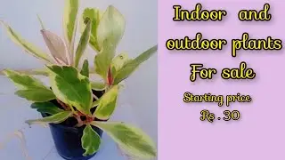 Indoor and Outdoor plants for sale , Starting price Rs . 30 / Sale by @RVGarden-msv .