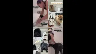 Hemp Powered Bath Products for Pets. #BuddyPet #HempForHealthyPups #shorts #PetProduct #NAtural