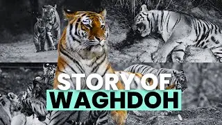 Tadoba's Legendary Tiger - Waghdoh | Biggest Tiger of Asia | Mohurli Tiger Reserve Tadoba | TATR
