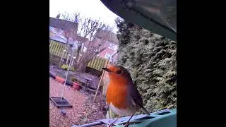How beautiful is this Robin redbreast bird on the birdfy feeder ❤️