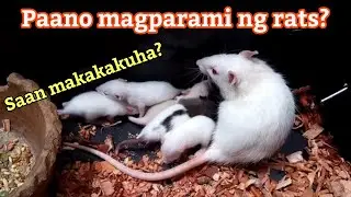 Rat breeding | Anu-ano ang mga dapat malaman?