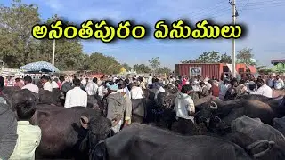 anantapur market every sunday bull and buffolos#anantapurmarket