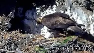 Metolius is the boss 4/12/19 Sisters Oregon Golden Eagles