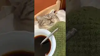 Giving a Cat a Pill = Extreme Sport 😼💊 #Shorts #CatPill #FunnyCat #PetCare