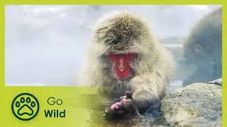 Самая дикая Арктика &mdash; Go Wild