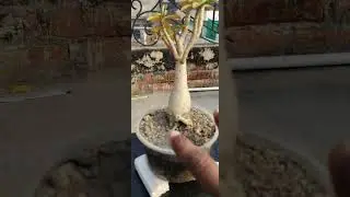 #bonsai variety adenium plant
