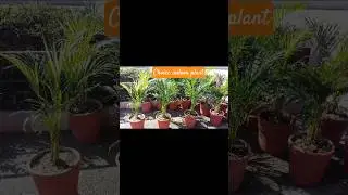 House choice popular plant - Areca palm (Dypsis lutescens) Butterfly Palm or Golden Cane Palm