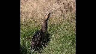 Australasian Bittern, Western Treatment Plan, VIC, 2024