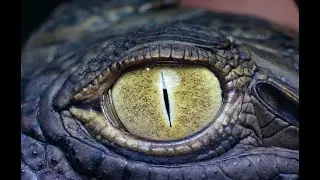 Rotten Piece- Inflatable Gator