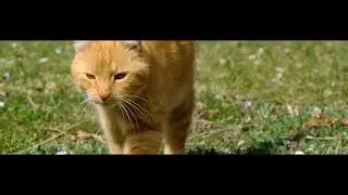 The Fascinating Secrets Behind Your Cat's Behavior! 😻