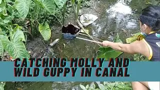 catching wild guppy and mollies part 2 (Using  round tiny fish net)