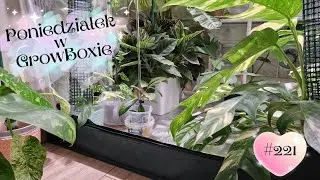 Poniedziałek w GrowBoxie #221 Aglaonemy szalejoooo