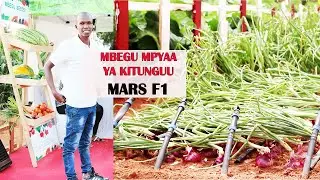 KILIMO CHA KITUNGUU MAJI.|Tumia mbegu mpya yenye mavuno makubwa mars f1 ya EAST WEST SEEDS|