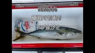 2026/01/06 新年初釣り　響灘アジ泳がせ　85センチ　ヤズ