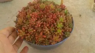 How to grow jelly beans or sedum Rubrotinctum from cuttings