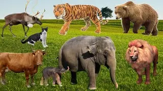Collection Of Cute Animals video & Sounds | Cow, Sheep, Tiger, Giraffe, Cat | Animals video | #cow |