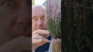 Jak sadzić wrzosy ?