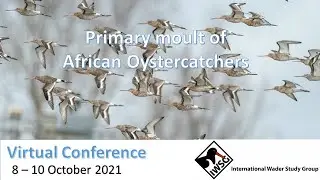 IWSG Virtual Conference - Primary moult in African Oystercatchers, by Taylyn Risi