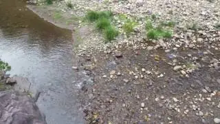 Wellington River
