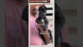 Top 🏆 quality Cane Corso puppy 🐶 for sale in Bangalore at low price 💥 #pets #petloversbanglore