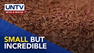 Kamangha-manghang impormasyon hinggil sa mga buto o seeds | Wonders of Creation