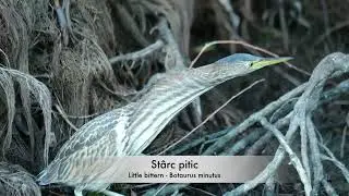 St&acirc;rc pitic - Little bittern - Botaurus minutus
