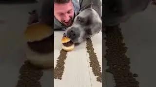 I Challenged My Dog to Eat FAST&hellip; You Won&rsquo;t Believe What Happened! 😱🤣 #shorts #dogs #funny #challenge