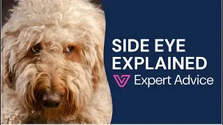Dog Side Eye: Funny Memes Vs Strabismus or Whale Eye?