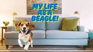 A day in the life of Maxwell the Beagle. What a cute pup playing, barking and getting into trouble!