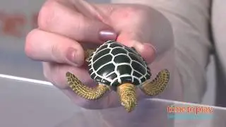 Safariology Life Cycle of a Green Sea Turtle from Safari Ltd.