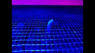 My Fire Goby lodged itself in the mesh tank cover!?