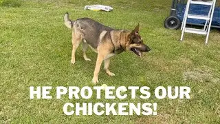 Is a German Shepherd a good Livestock Guardian???