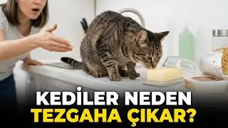Kediler Neden Tezgaha Çıkar? 🐱 (Bu Alışkanlığı Bitirmenin Samimi Yolları)