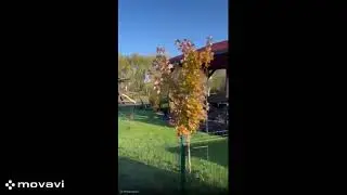 Imitatie gard viu, instalat pe structura din teava rectangulara