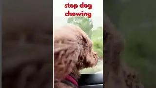 stop dog chewing #shorts #dogs