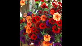 GAR 43 ~ SPRING FLOWER COLLECTION Part 3