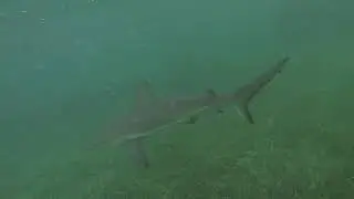 Sharks at Moraine's Cay Bahamas