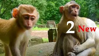 2 New Monkeys Just Released into Savanna Group| Savanna Team adds More Member