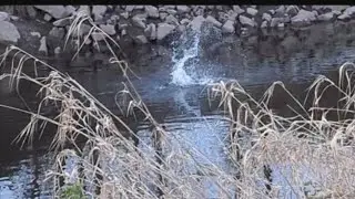 beaver slaps tail