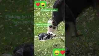 Mother's Love and care #love #mother #baby #Yak #animals #shorts #tdvideo