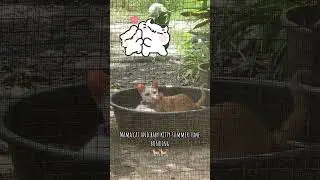 Mama cat and baby kitty summer bonding 🐈🐈&zwj;⬛❤️🥰