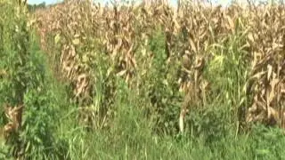 Effective Crop Rotation - Corn