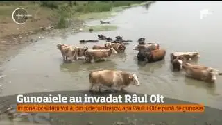 În zona localității Voila, din județul Brașov, apa râului Olt e plină de gunoaie
