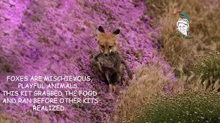 Fox Kit Running With Food